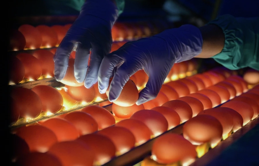 Проверка качества яиц на овоскопе на птицефабрике «Чикская» в селе Прокудском Новосибирской области. Фото: Александр Кряжев, РИА Новости