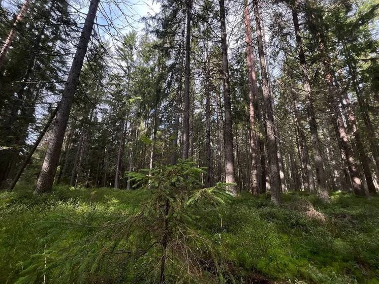 Фото: архив МК в Калининграде.