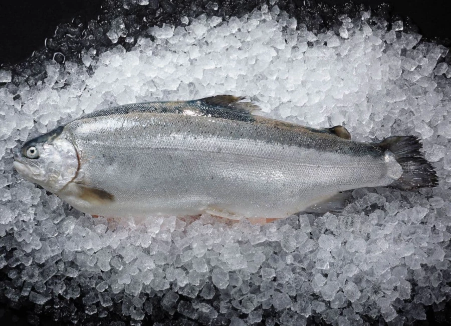 Иллюстративное фото: рыбавдом.рф