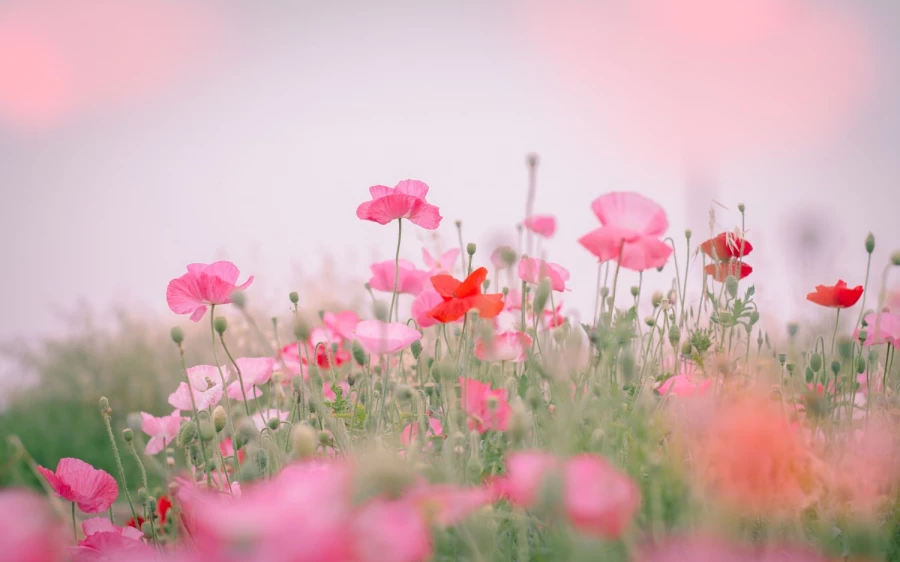 Иллюстративное фото: pinterest