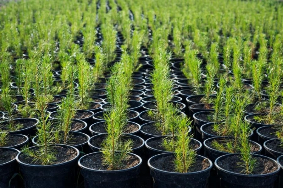 Иллюстративное фото: крупномеры-урала.рф