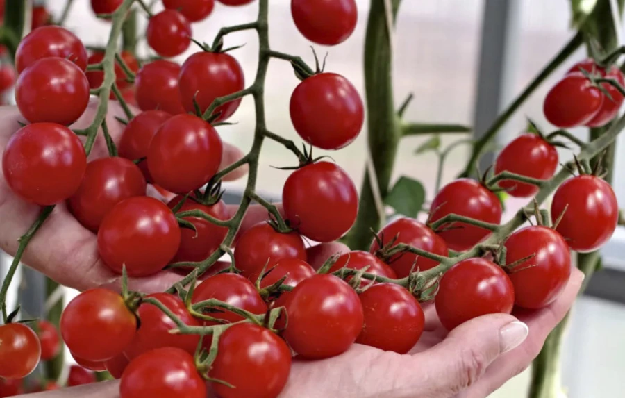 Иллюстративное фото: 1semena.ru